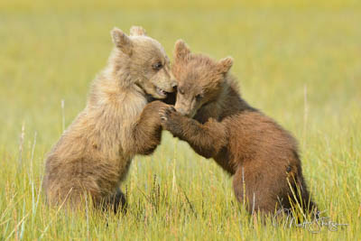 Brown bear siblings play together Lake Clark Alaska