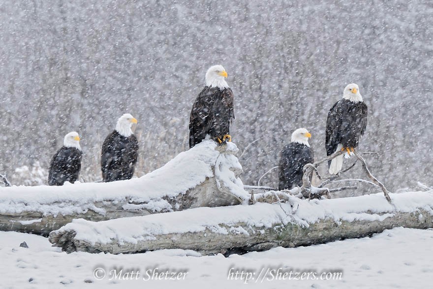 Five Bald eagles in a snowstorm-Haines-Alaska