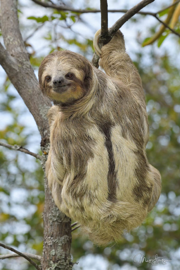 A Costa Rican Sloth Smiles for the Camera