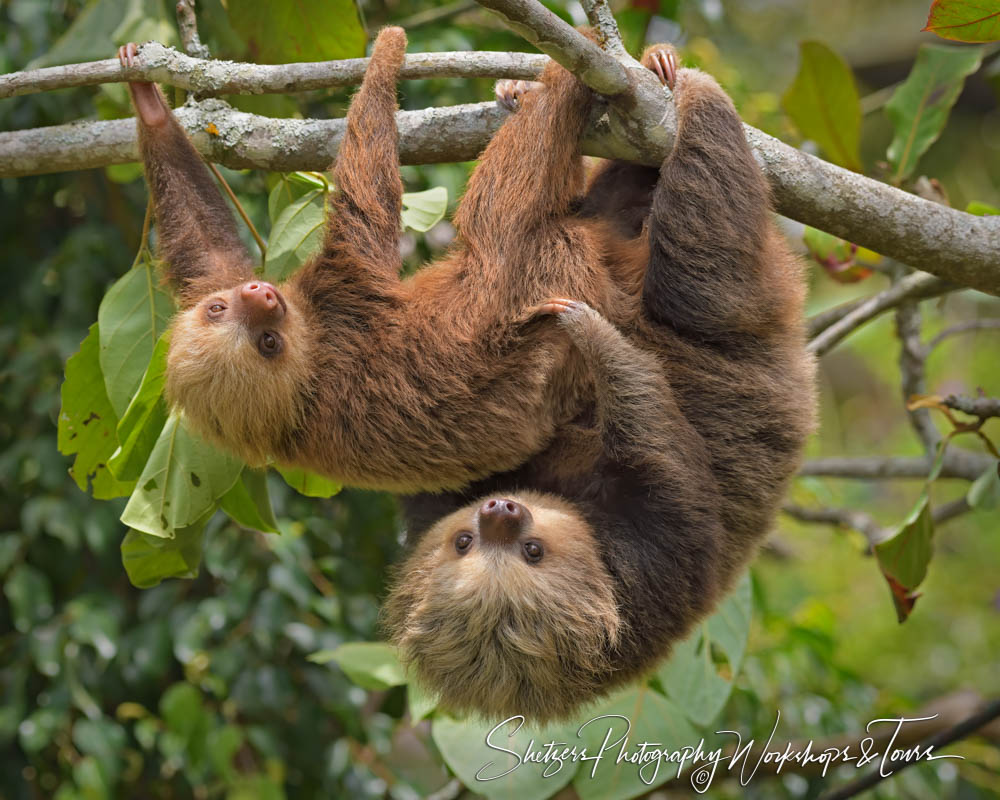 A Cute Baby Sloths 1