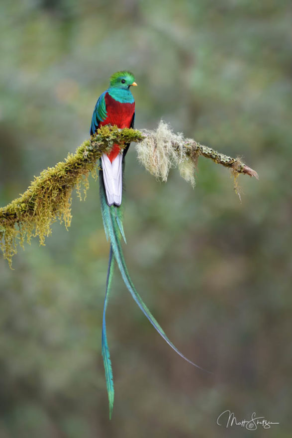 A Male Resplendent Quetzal