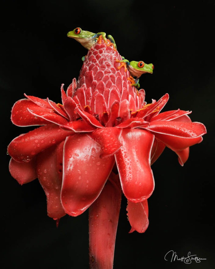 A Night photography of two Red eyed tree frogs on red flower