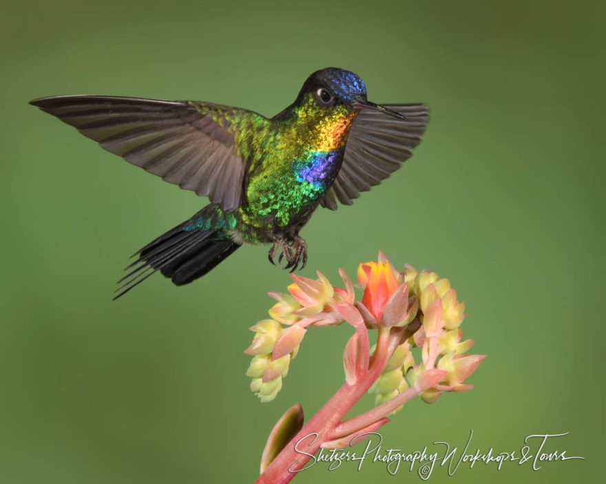 B Fiery Throated Hummingbird Landing on Flower