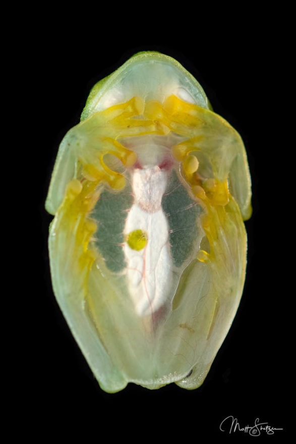 B Fleischmanns Glass Frog in Sarapiqui Costa Rica