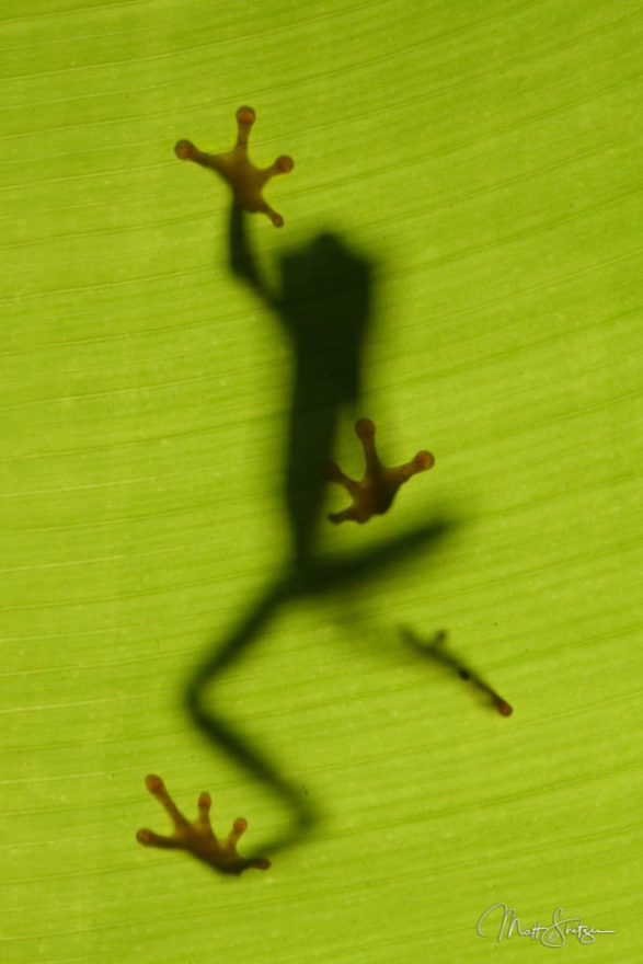 B Red Eyed Tree Frog from under a leaf