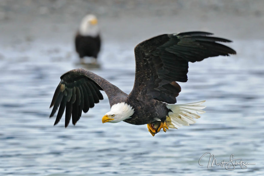 Bald Eagle Photo Workshop1 1