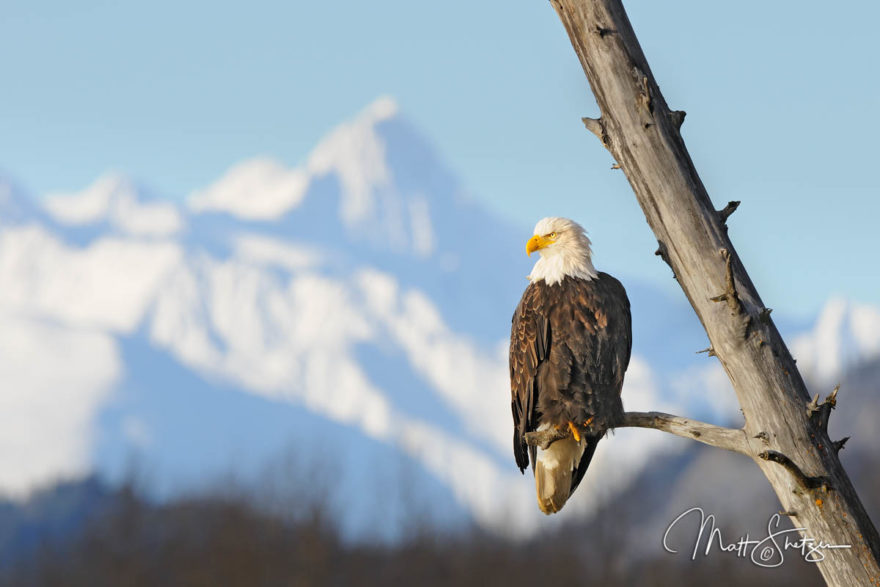 Bald Eagle Photo Workshop1 3