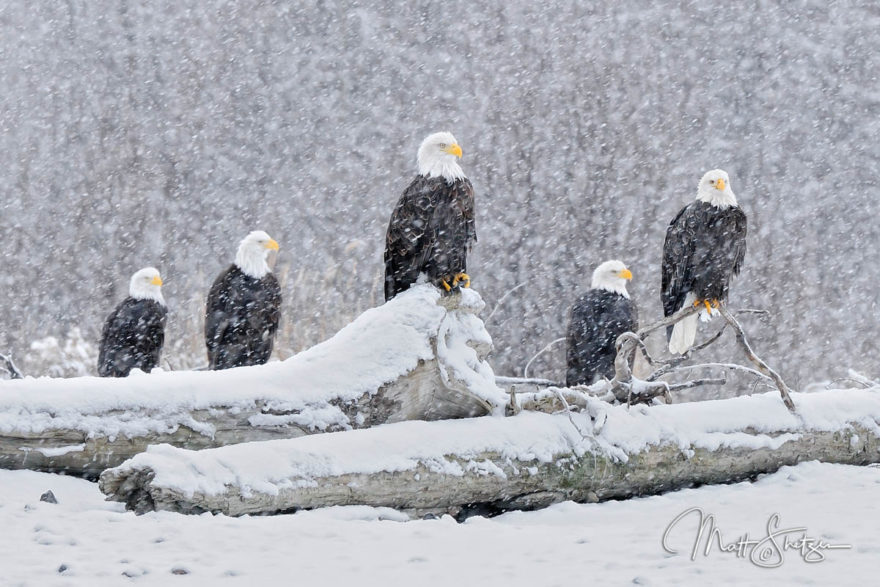 Bald Eagle Photo Workshop1 4