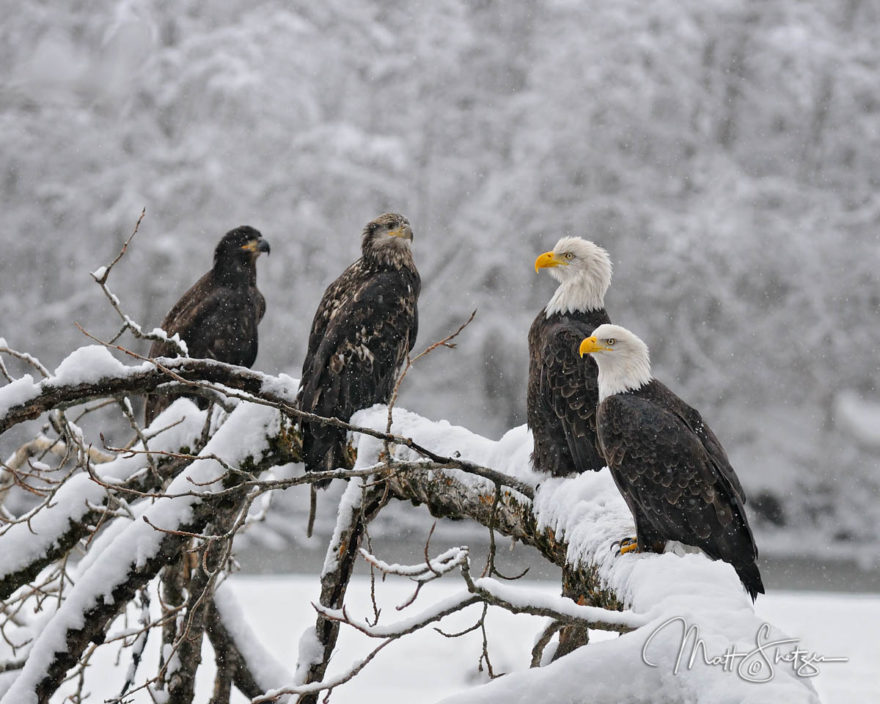 Bald Eagle Photo Workshop1 5