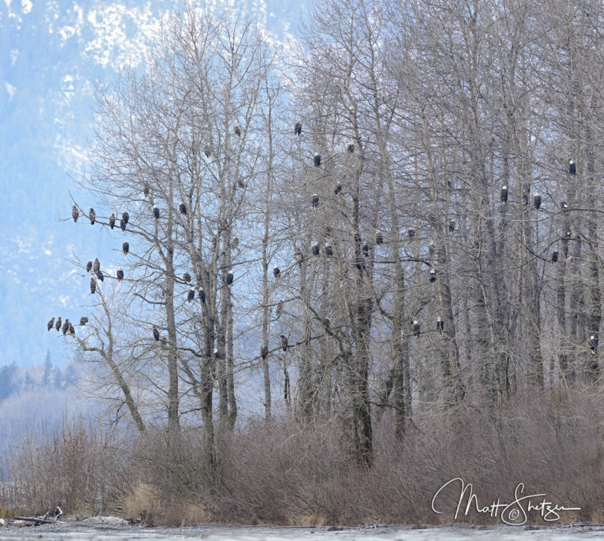 Bald Eagle Photo Workshop1 8