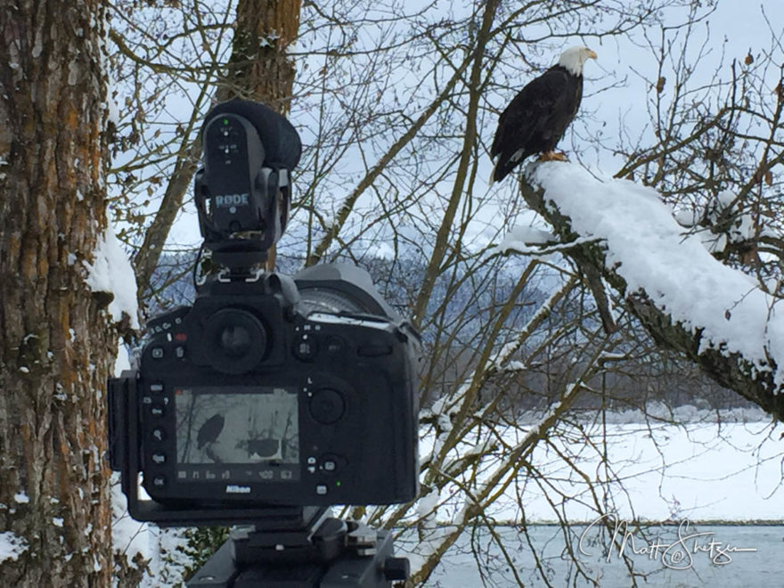 Bald Eagle Photo Workshop2 5 1