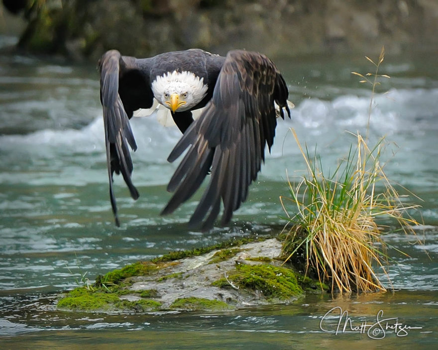 Bald Eagle Photo Workshop3 3 1