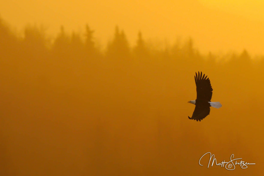 Bald Eagle Photo Workshop3 4 1