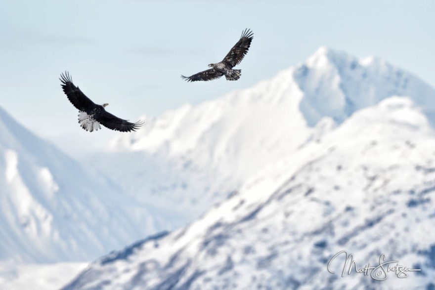 Bald Eagle Photo Workshop3 8 1