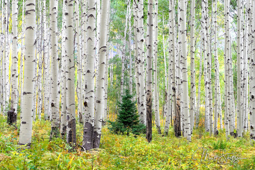 Colorado Fall Colors Photo Workshop2 2