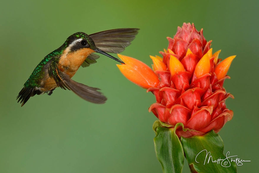 Female purple-throated mountaingem in flight using our multi-flash setup to freeze the wings