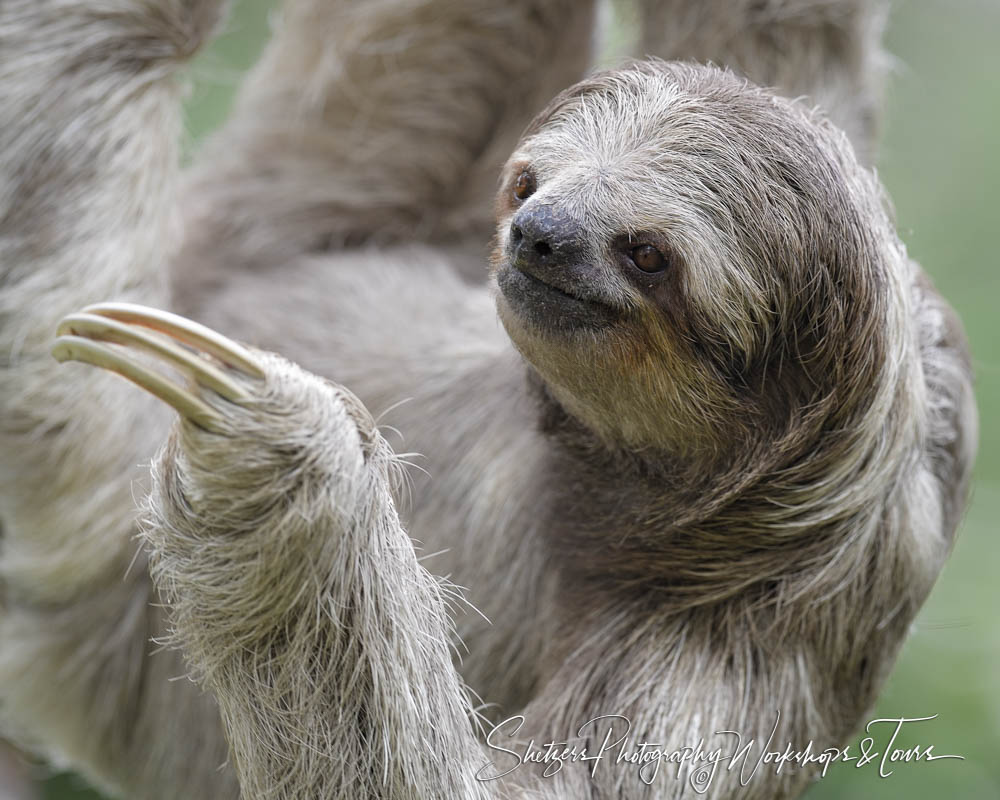 D Wildlife photography of Three toed sloth close up in Costa Rica