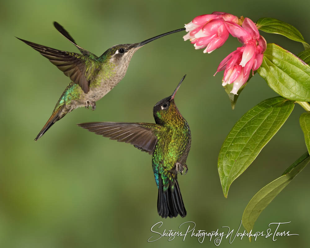 E Photo of Hummingbirds Feeding 1