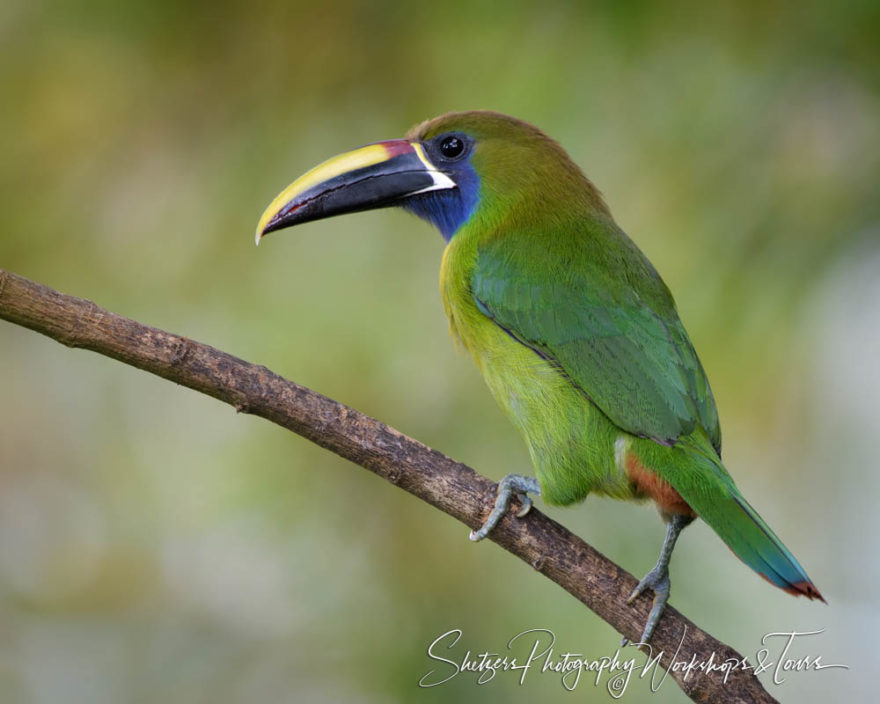 F Emerald Toucanet 1