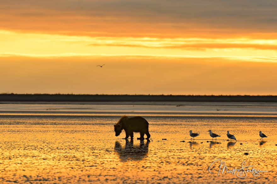 Grizzly Bear Photo Workshop1 3