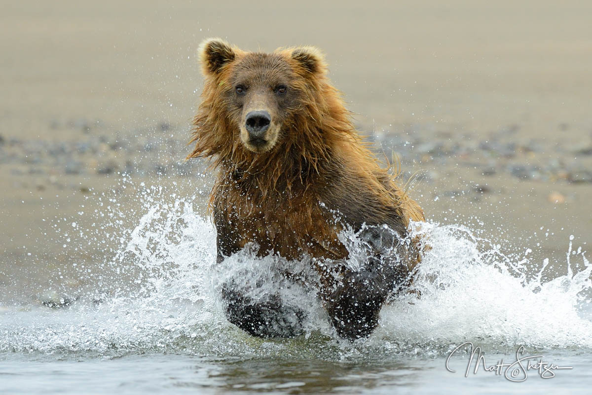 Grizzly Bear Photo Workshop1 4