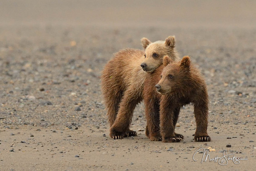 Grizzly Bear Photo Workshop1 5