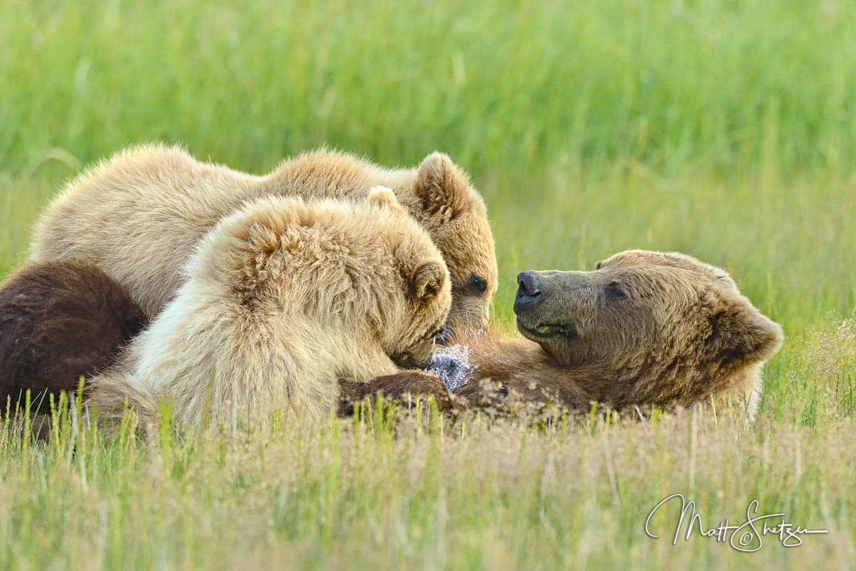 Grizzly Bear Photo Workshop1 7
