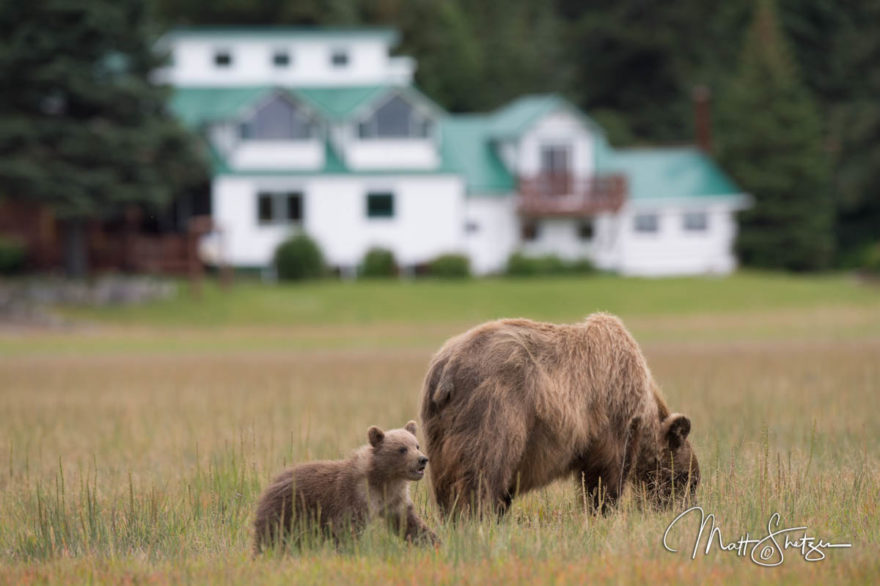 Grizzly Bear Photo Workshop2 2