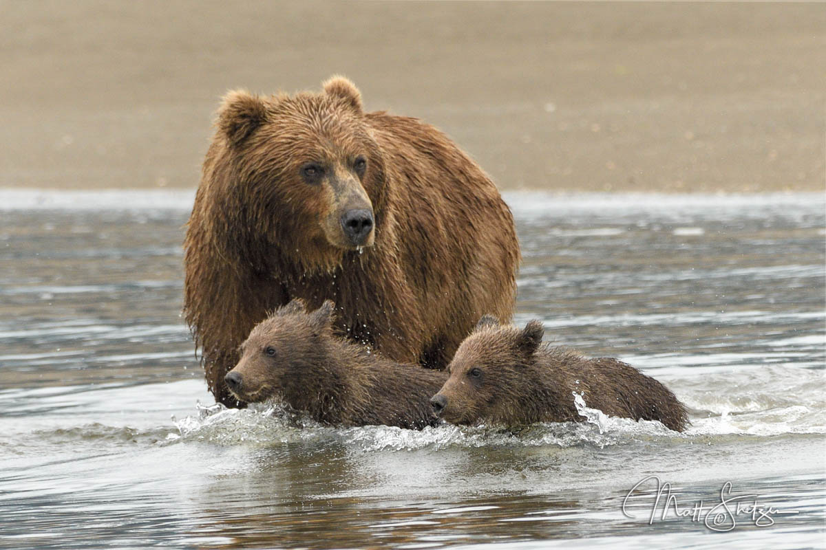Grizzly Bear Photo Workshop2 9b
