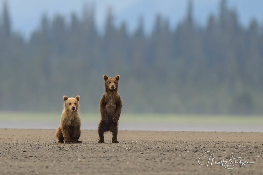 Grizzly Bear Photo Workshop3 1