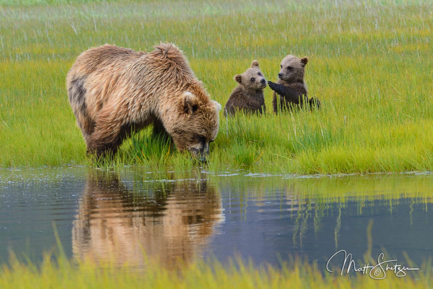 Grizzly Bear Photo Workshop3 2