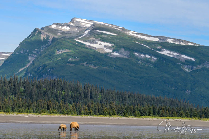 Grizzly Bear Photo Workshop3 3