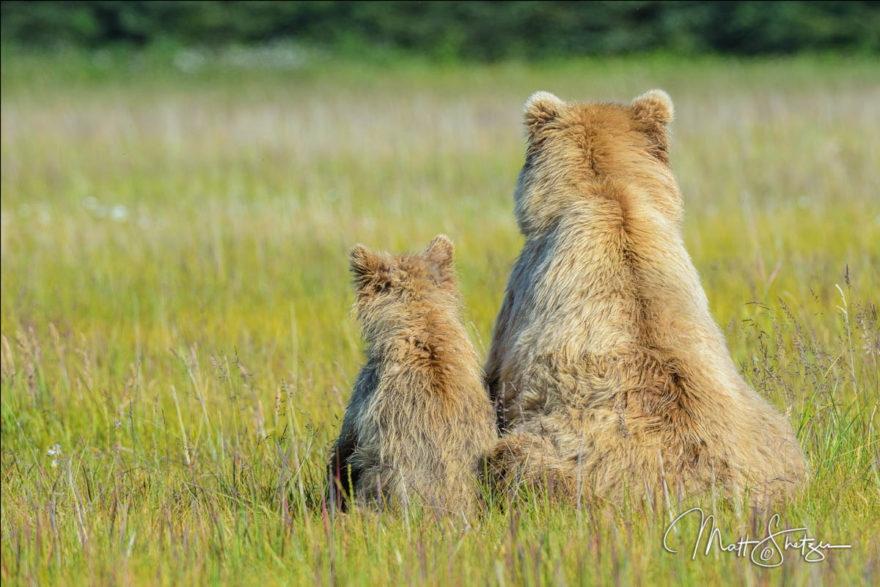 Grizzly Bear Photo Workshop3 4