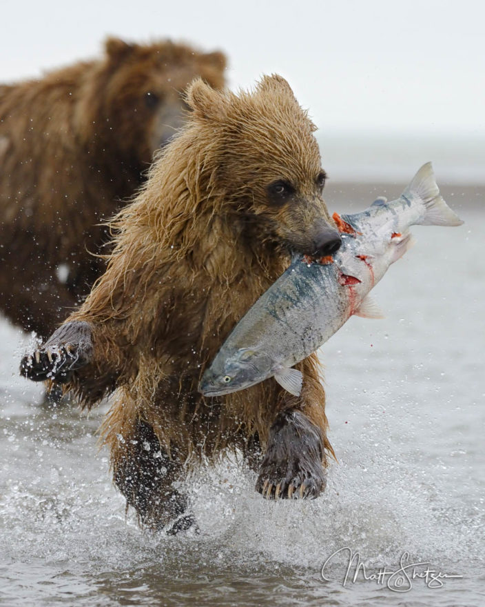 Grizzly Bear Photo Workshop3 8