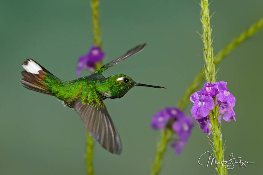 Hummingbird Photo Workshop1 1