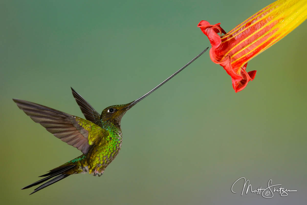 Hummingbird Photo Workshop1 3