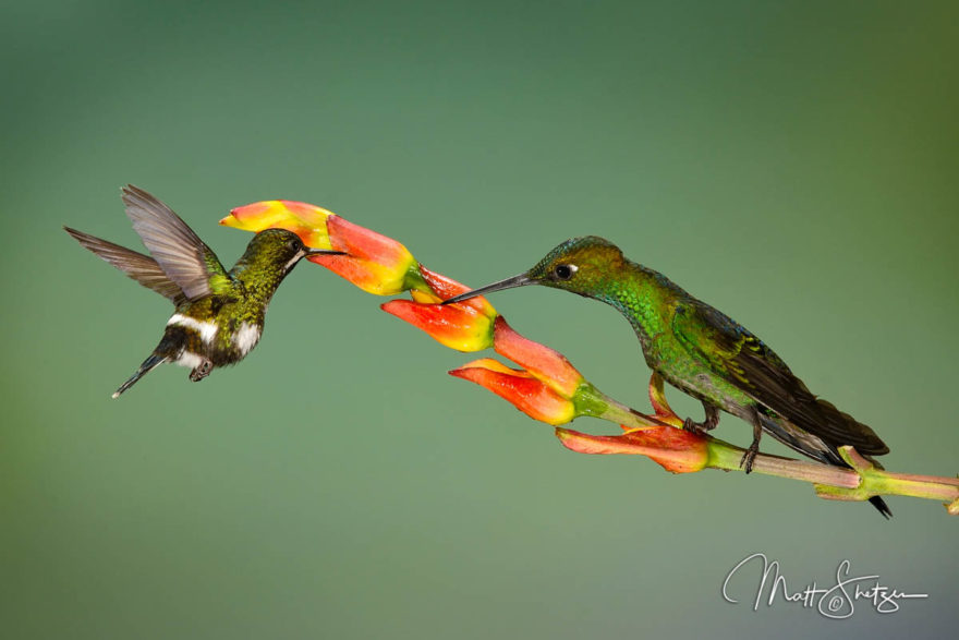 Hummingbird Photo Workshop1 4