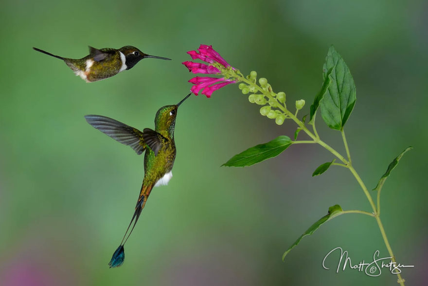 A white-bellied woodstar and a booted racket-tail hummingbird share a flower