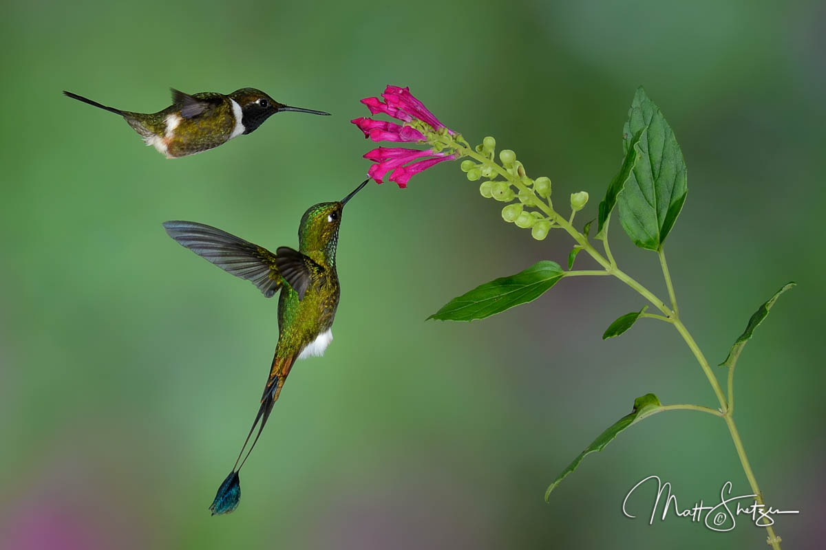 Hummingbird Photo Workshop1 6