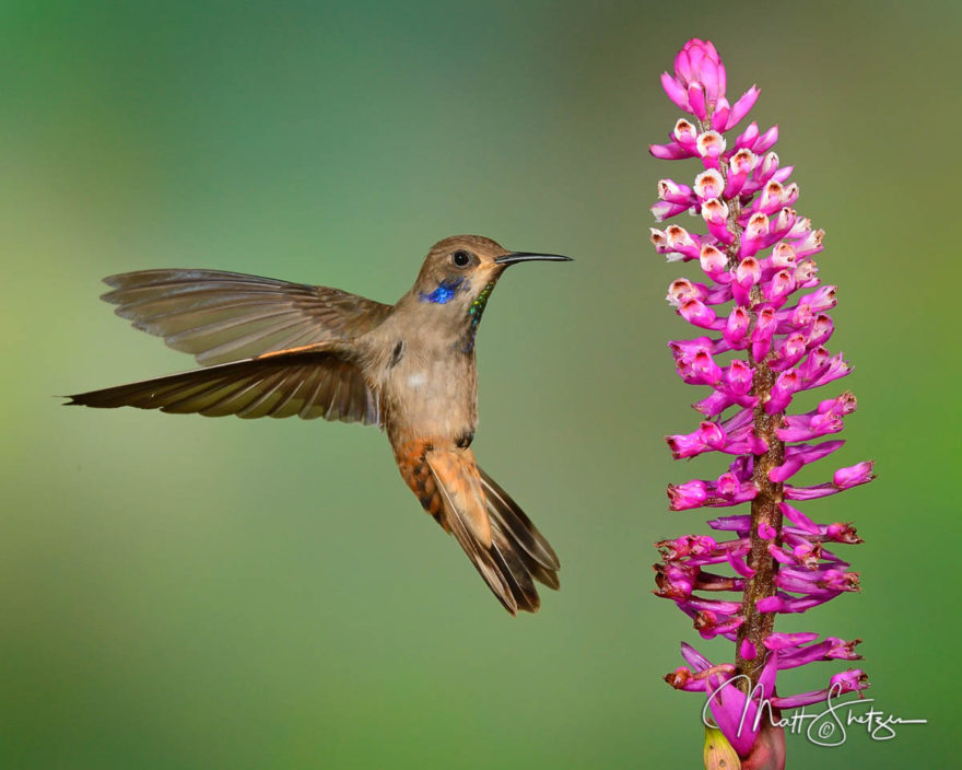 Hummingbird Photo Workshop3 1
