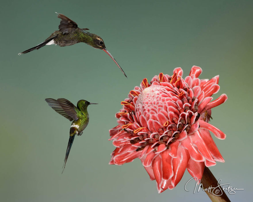 Hummingbird Photo Workshop3 2