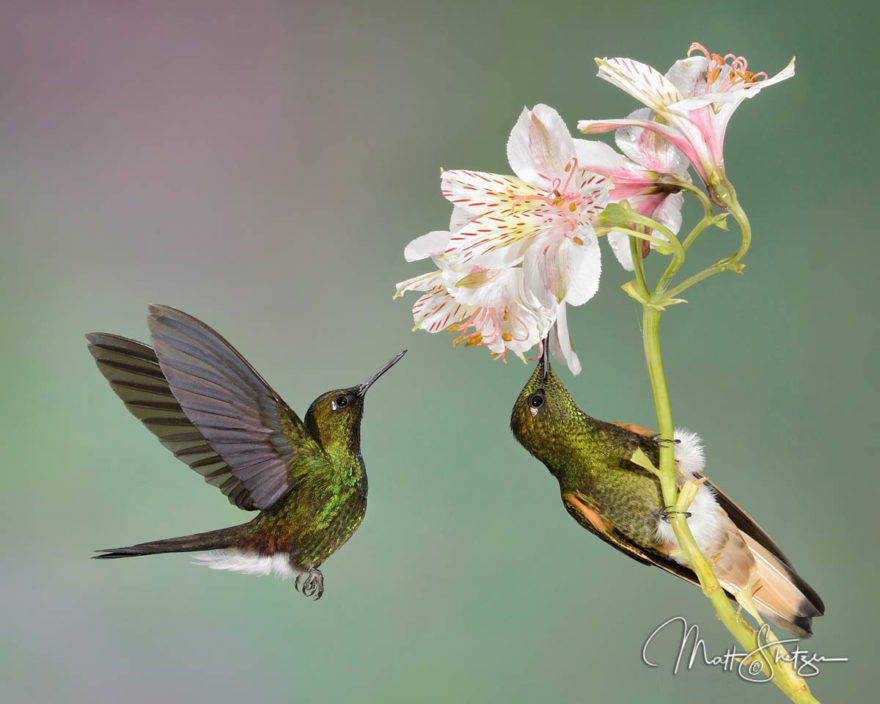 Hummingbird Photo Workshop3 3