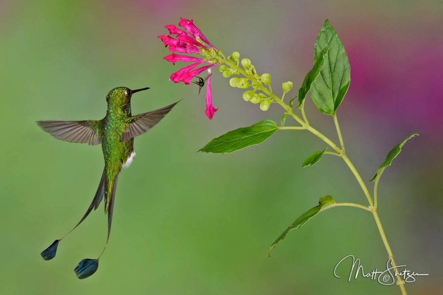 Hummingbird Photo Workshop3 4