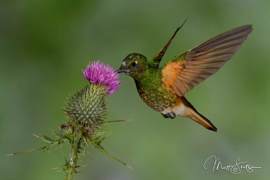 Hummingbird Photo Workshop3 5