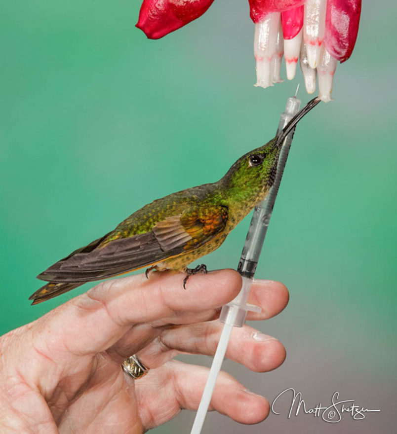 Hummingbird Photo Workshop4 2