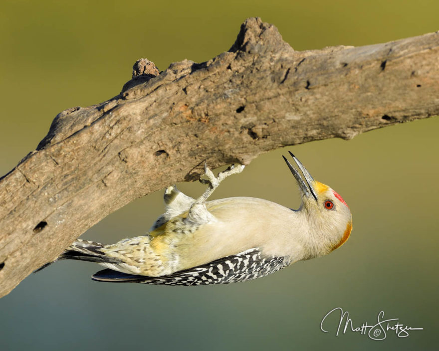 South Texas Photo Workshop1 1