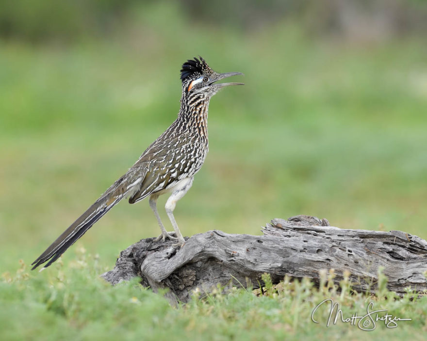 South Texas Photo Workshop1 6