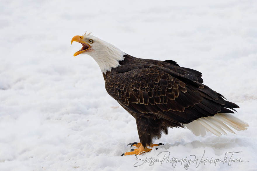 A Bald Eagle Calls in Snowy Alaska