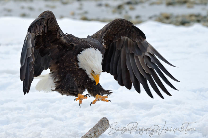 A Bald Eagles perfect Landing