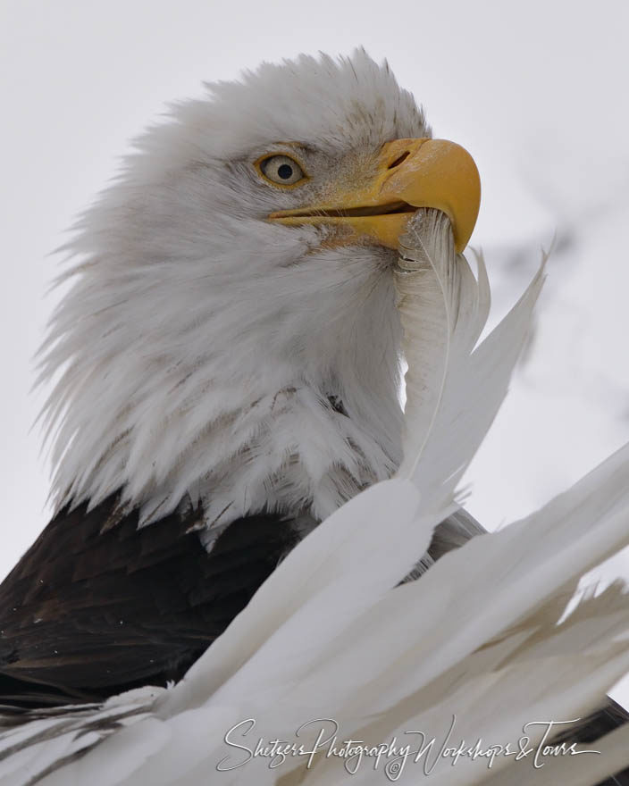 A Bald eagle preens